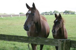 Pferdehaftpflichtversicherung Vergleich